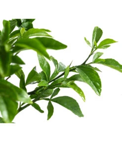 Winterharte Zitrone -Weber Store 7623069 WE DE 002 CitrusPoncirusWinterharteZitroneT20