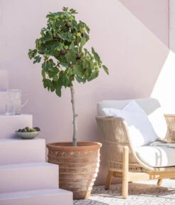 Terrakotta-Topf Perugia, Rund, Antik-terrakotta -Weber Store 7642614 WE MO 001 FicusCaricaFeigeT28