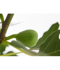 Echte Feige 'Dalmatie' -Weber Store 7642994 PR DE 001 FeigeDalmatieFicusCarica7 5LDehnerExpressZS