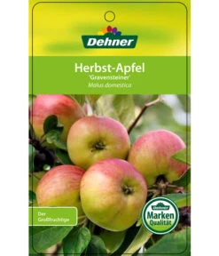 Herbstapfel 'Gravensteiner' -Weber Store 7657398 HerbstapfelGravensteiner Etikett 1