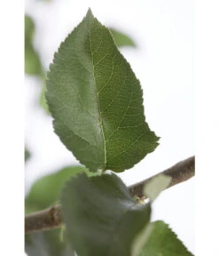 Winterapfel 'Jonagold' -Weber Store 7691645 PR DE 001 ApfelJonagoldMalusBusch95LiterDehnerExpressZS