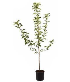 Winterapfel 'Jonagold' -Weber Store 7691645 PR FS 001 ApfelJonagoldMalusBusch95LiterDehnerExpressZS