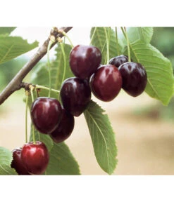 Süßkirsche 'Kordia'