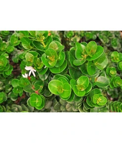 Natalpflaume -Weber Store 7719107 PR MO 002 NatalpflaumeCarissaGrandiflora123rf