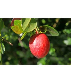 Natalpflaume -Weber Store 7719107 PR MO 011 NatalpflaumeCarissaGrandiflora123rf