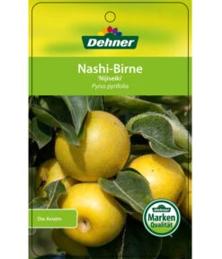 Nashi-Birne 'Nijiseiki' -Weber Store 7719826 Nashi BirneNijiseiki Etikett 1
