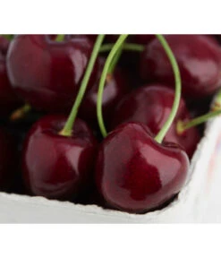 Süßkirsche 'Regina'