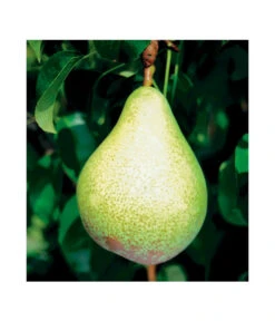 Säulenbirne 'Condo' 5 Säulenbirne 'Condo' -Weber Store 7754997 BildFS 001 SaeulenbirneCondoSaeulenbirneCondoS