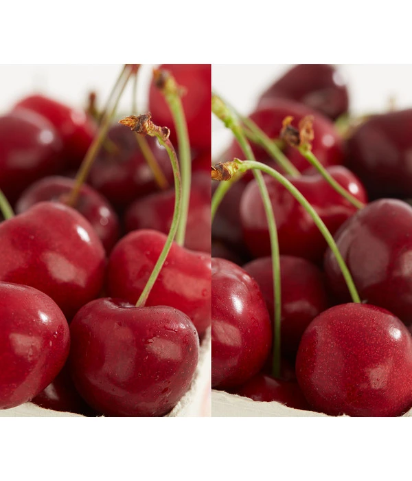 Kirschen-Duo 'Sunburst/Burlat' 1 Kirschen-Duo 'Sunburst/Burlat'