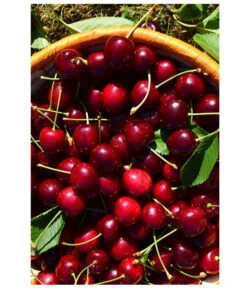 Kirschen-Duo 'Sunburst/Burlat' 7 Kirschen-Duo 'Sunburst/Burlat' -Weber Store 7760713 WE MO 001 KirschenDuoSunurstBurlat Pixabay