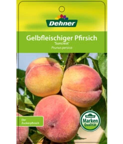 Pfirsich 'Suncrest' -Weber Store 7760754 GelbfleischigerPfirsichSuncrest Etikett 1