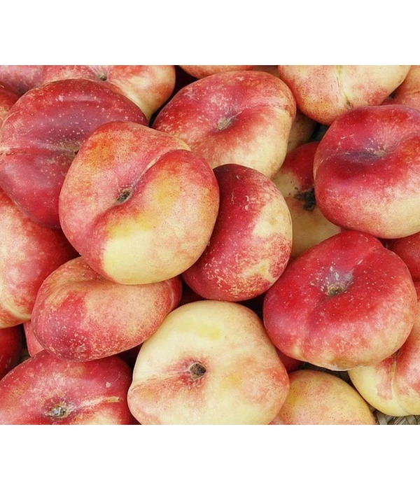 Teller-Nektarine 'Honey®' 1 Teller-Nektarine 'Honey®'