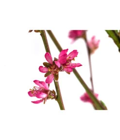 Teller-Nektarine 'Honey®' 7 Teller-Nektarine 'Honey®' -Weber Store 7763394 WE DE 003 PrunusTellernektarineHoney