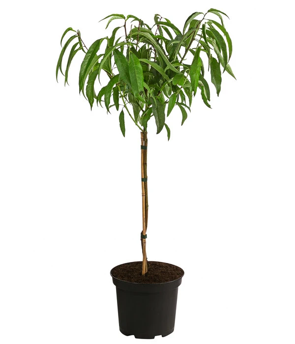 Teller-Nektarine 'Honey®' 2 Teller-Nektarine 'Honey®' – Bild 2