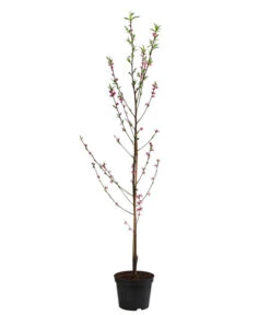 Teller-Nektarine 'Honey®' 6 Teller-Nektarine 'Honey®' -Weber Store 7763394 WE FS 002 PrunusTellernektarineHoney