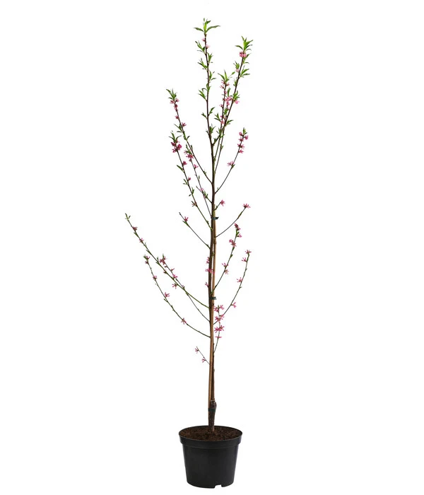 Teller-Nektarine 'Honey®' 3 Teller-Nektarine 'Honey®' – Bild 3