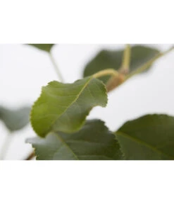 Herbstapfel 'Topaz' -Weber Store 7763931 PR DE 001 ApfelTopazMalusBusch95LiterDehnerExpressZS