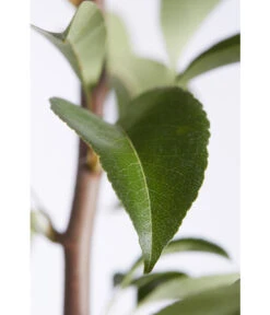 Birnen-Duo 'Williams Christ/Conference' -Weber Store 7780646 PR DE 001 BirneGuteLuiseWilliamChristDuo95LiterDehnerExpressZS