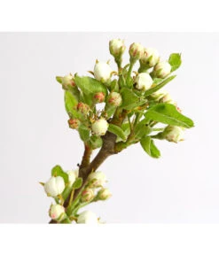 Birnen-Duo 'Williams Christ/Conference' -Weber Store 7780646 WE DE 001 BirneBirnenDuoWCGLDehnerExpressHerzig