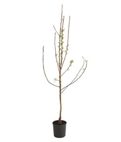 Birnen-Duo 'Williams Christ/Conference' -Weber Store 7780646 WE FS 001 BirneBirnenDuoWCGLDehnerExpressHerzig