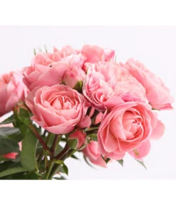 Rosenmix Edel- Und Beetrosen