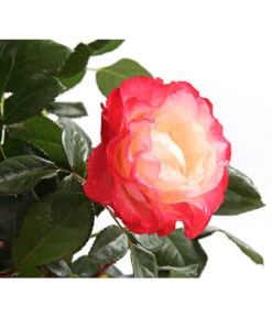 Rosenmix Edel- Und Beetrosen -Weber Store 7801103 PR DE 001 RosenInSortenHuckfeldt10LiterEdelroseNostalgieDehnerExpressHerzig