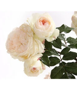 Rosenmix Edel- Und Beetrosen -Weber Store 7801103 PR DE 001 RosenInSortenHuckfeldt10LiterEdelroseStephanieBaroninZuGuttenbergDehnerExpressHerzig