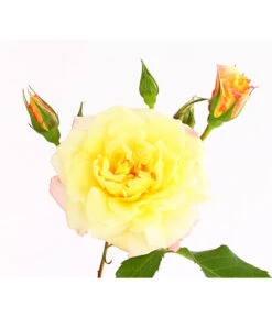 Kletterrosen 'Klettermaxe®' -Weber Store 7801251 PR DE 001 KletterroseUrtyard5LiterKRMoonlightDehnerExpressHerzig