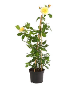 Kletterrosen 'Klettermaxe®' -Weber Store 7801251 PR FS 001 KletterroseUrtyard5LiterKRMoonlightDehnerExpressHerzig