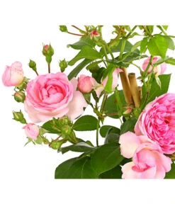 Kletterrosen 'Klettermaxe®' -Weber Store 7801954 PR DE 001 KlettermaxeKordes5LiterKletterroseFlorentinaDehnerExpressHerzig