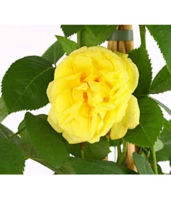 Kletterrosen 'Klettermaxe®' -Weber Store 7801954 PR DE 001 KlettermaxeKordes5LiterKletterroseGoldenGateDehnerExpressHerzig