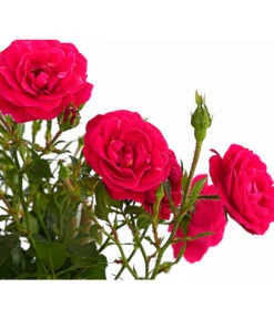 Kletterrosen 'Klettermaxe®' -Weber Store 7801954 PR DE 001 KlettermaxeKordes5LiterKletterroseJasminaDehnerExpressHerzig