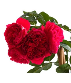 Kletterrosen 'Klettermaxe®' -Weber Store 7801954 PR DE 002 KlettermaxeKordes5LiterKletterroseFlorentinaDehnerExpressHerzig