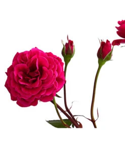 Kletterrosen 'Klettermaxe®' -Weber Store 7801954 PR DE 002 KlettermaxeKordes5LiterKletterroseJasminaDehnerExpressHerzig