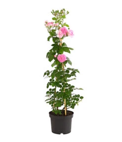 Kletterrosen 'Klettermaxe®' -Weber Store 7801954 PR FS 001 KlettermaxeKordes5LiterKletterroseFlorentinaDehnerExpressHerzig