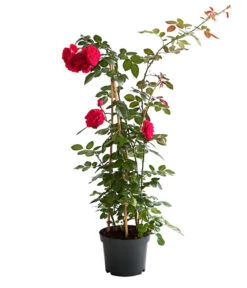 Kletterrosen 'Klettermaxe®' -Weber Store 7801954 PR FS 002 KlettermaxeKordes5LiterKletterroseFlorentinaDehnerExpressHerzig