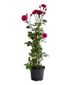 Kletterrosen 'Klettermaxe®' -Weber Store 7801954 PR FS 002 KlettermaxeKordes5LiterKletterroseJasminaDehnerExpressHerzig