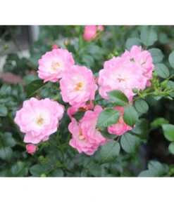 Bodendeckerrose 'Satina®' -Weber Store 7803133 PR DE 003 BodendeckerroseSatinaTantauRet
