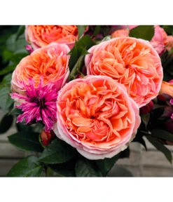 Edelrose 'Chippendale®' -Weber Store 7830284 BildD 002 EdelroseChippendaleChippendale