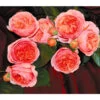 Edelrose 'Chippendale®'