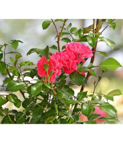 Bodendeckerrose 'Lovely Fairy®'