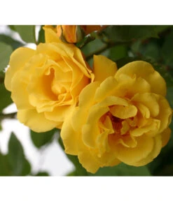 Kletterrosen 'Klettermaxe®' -Weber Store 7859457 WE DE 001 KletterroseGoldenGate