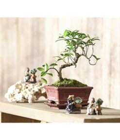 Bonsai Chinesischer Feigenbaum - Ficus Retusa, 6 Jahre -Weber Store 7976939 WE MO 001 BonsaiChinesischerFeigenbaumFicusRetusa6JahreDehnerExpressHerzig2