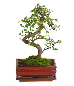 Bonsai Chinesische Ulme - Ulmus Parviflora, 8 Jahre