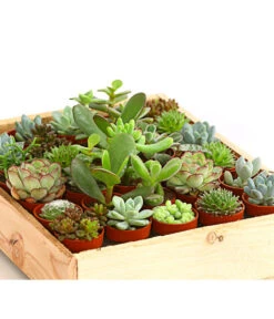 Mini Sukkulenten-Set, Verschiedene Sorten In Holzkiste, 30-teilig -Weber Store 7977366 WE DE 001 MiniSukkulenten30erMixMitHolzkisteT3DehnerExpressHerzig