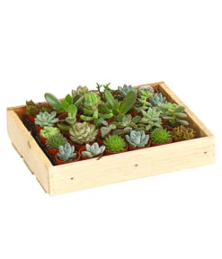 Mini Sukkulenten-Set, Verschiedene Sorten In Holzkiste, 30-teilig