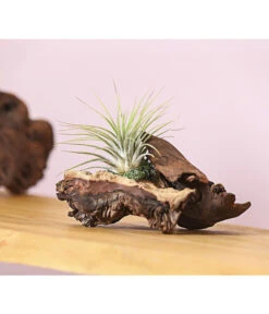 Tillandsien-Arrangement Auf Mopani-Wurzel - Tillandsia Hybride, 2-teilig -Weber Store 7977606 WE MO 001 TIllandsienAufMopaniwurzelS1PflanzeDehnerExpressHerzig