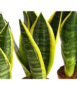 Bogenhanf - Sansevieria Trifasciata, 3er-Set 5 Bogenhanf - Sansevieria Trifasciata, 3er-Set -Weber Store 7977713 PR DE 001 SansevieriaTrifasciataBogenhanf3erSetT9StreckeDehnerExpressHerzig