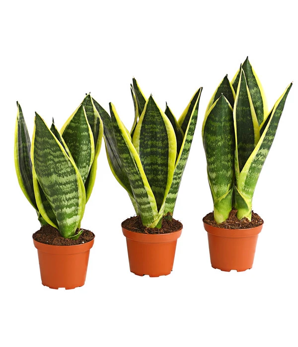 Bogenhanf - Sansevieria Trifasciata, 3er-Set 1 Bogenhanf - Sansevieria Trifasciata, 3er-Set