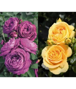 Rosen-Set Dufterlebnis, Gelb/lila, 2-teilig